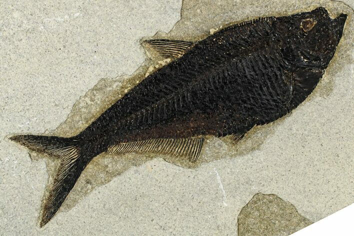 Beautifully Detailed Fossil Fish (Diplomystus) - Wyoming #382937